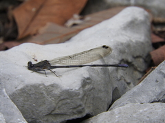 Argia tonto
