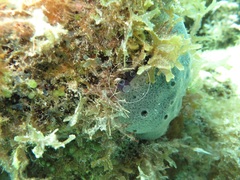 Clavelina puertosecensis