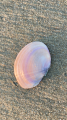 Psammobiidae