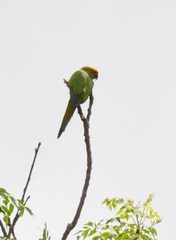 Aratinga auricapillus