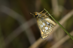Carterocephalus skada skada