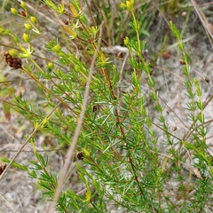 Hypericum brachyphyllum