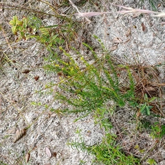 Hypericum brachyphyllum