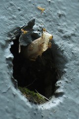 Tetragonisca angustula