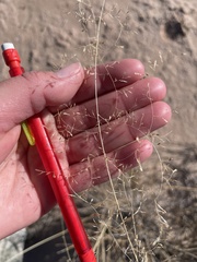 Sporobolus flexuosus