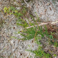 Hypericum brachyphyllum