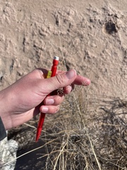 Sporobolus flexuosus