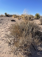 Sporobolus flexuosus