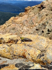 Nahuelia rubriventris