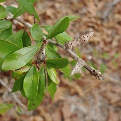 Sideroxylon tenax
