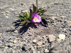 Calandrinia colchaguensis