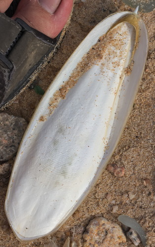 Acanthosepion aculeatum