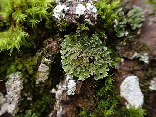 Crescent Frost Lichen