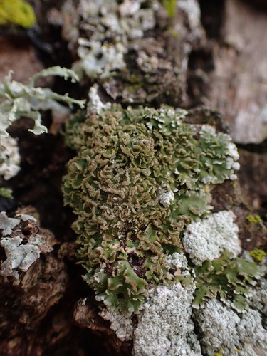 Crescent Frost Lichen