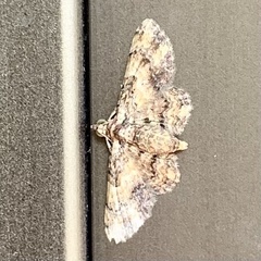 Gymnoscelis aenictopa