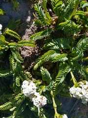 Valeriana philippiana
