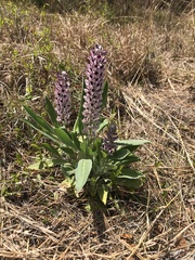 Lupinus villosus
