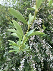 Berberis glaucocarpa
