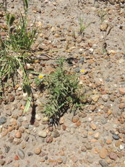 Hysterionica resinosa