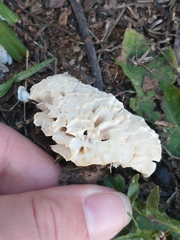 Fungi