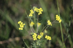 Erysimum diffusum