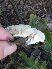 Fungi