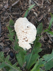 Fungi