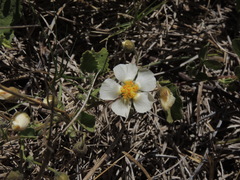 Wissadula glechomifolia