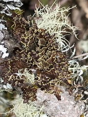 Pseudocyphellaria citrina