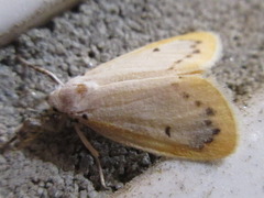 Miltochrista calamina