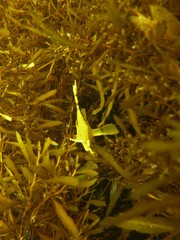 Cristiceps aurantiacus