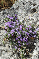 Campanula topaliana