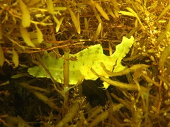 Cristiceps aurantiacus