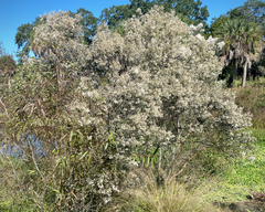 Baccharis halimifolia image