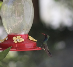 Cynanthus latirostris