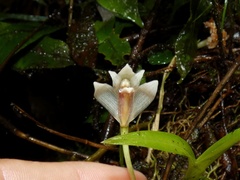 Maxillaria angustissima