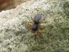 Trachelopachys cingulipes