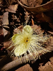 Caryocar brasiliense