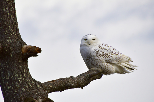 Snowy Owl photographed in Rhode Island