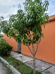Mangifera indica