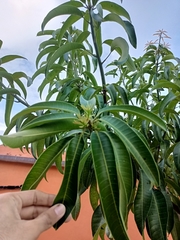 Mangifera indica