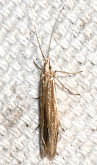 Coleophora quadruplex