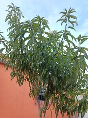 Mangifera indica