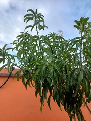 Mangifera indica