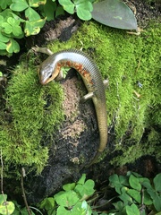 Plestiodon chinensis