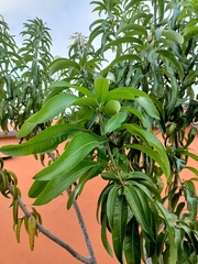 Mangifera indica