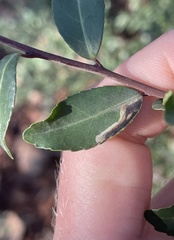 Phytomyza vomitoriae