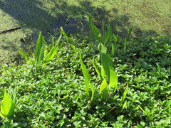 Canna flaccida