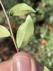 Phytomyza vomitoriae