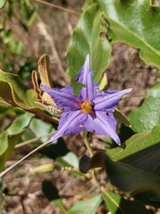 Solanum lycocarpum